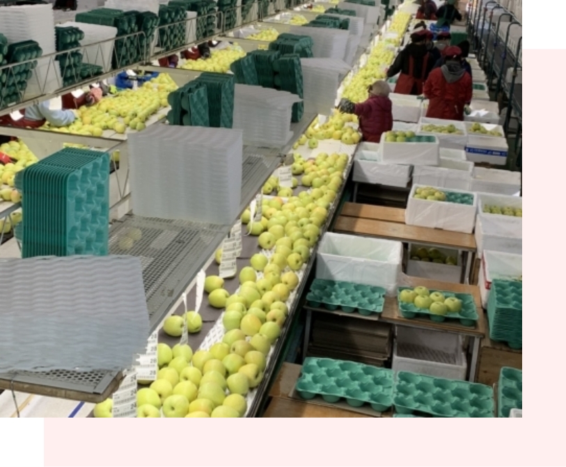 全国市場へのりんご卸売り