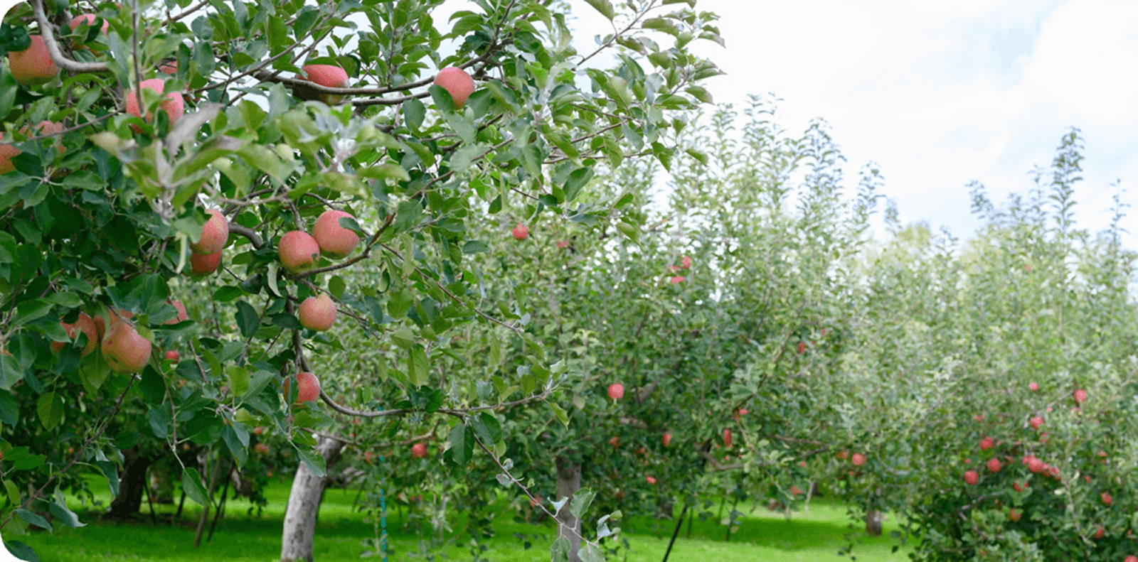 青森の大地で、まっすぐ育った。